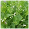 Alisma Parviflorum - American Water Plantain