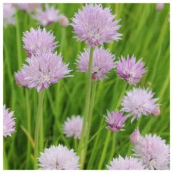 Allium Schoenoprasum - Chives