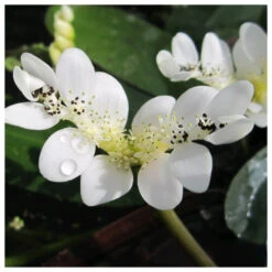 Aponogeton Distachyos - Water Hawthorn