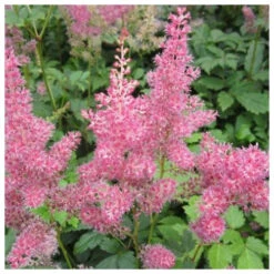 Astilbe Pink - False Goats Beard -OASE Sales Store Astilbe pink False goats beard 87987.1611498906 lr 08582.1638890231