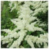 Astilbe White - False Goats Beard