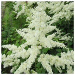 Astilbe White - False Goats Beard