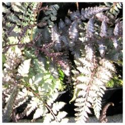 Athyrium Niponicum Metallicum - Japanese Painted Fern -OASE Sales Store Athyrium niponicum Metallicum 86068.1584455605