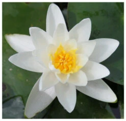 Nymphaea Albatross - White Water Lily