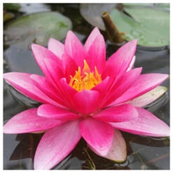 Nymphaea Attraction - Red Water Lily
