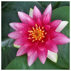 Nymphaea Attraction - Red Water Lily -OASE Sales Store Nymphaea Attraction 18141.1641383456