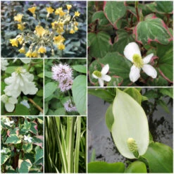 Scented Marginal Pond Plant Collection
