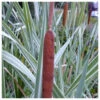 Typha Latifolia Variegata - Variegated Greater Reed Mace