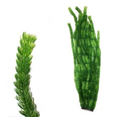 Hugo Kamishi XL Plant Green 95cm