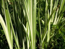 Scented Marginal Pond Plant Collection -OASE Sales Store mini Acorus calamus variegatus 4 29615.1552657448