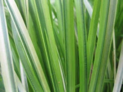 Acorus Gramineus Ogon - Golden Variegated Sweet Flag -OASE Sales Store mini Acorus gramineus Ogon 62012.1567005423