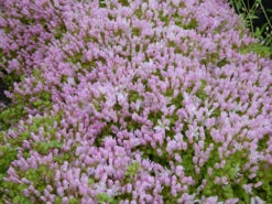 Anagallis Tenella - Bog Pimpernel -OASE Sales Store mini Anagallis tenella 1 80004.1567005428