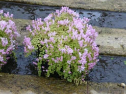 Anagallis Tenella - Bog Pimpernel -OASE Sales Store mini Anagallis tenella 3 26820.1549544783
