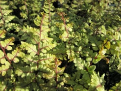 Athyrium Otoph Okanum - Eared Lady Fern -OASE Sales Store mini Athyrium otophorum okanum 1 14827.1567005433