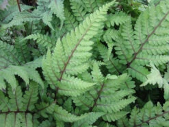 Athyrium Otoph Okanum - Eared Lady Fern -OASE Sales Store mini Athyrium otophorum okanum 62547.1520089531