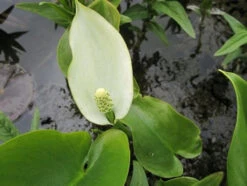 Scented Marginal Pond Plant Collection -OASE Sales Store mini Calla palustris 12478.1552657438