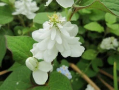 Scented Marginal Pond Plant Collection -OASE Sales Store mini Houttuynia Cordata Plena Flower 58408.1552657457