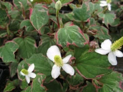 Scented Marginal Pond Plant Collection -OASE Sales Store mini Houttuynia cordata Boo Boo 08064.1552657439