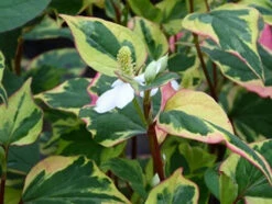 Scented Marginal Pond Plant Collection -OASE Sales Store mini Houttuynia cordata Chameleon 2 57299.1552657456