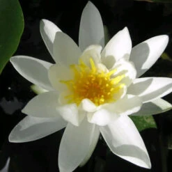Nymphaea Alba - White Water Lily