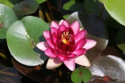Nymphaea Almost Black - Red Water Lily -OASE Sales Store mini Nymphaea Almost Black 2 06314.1567005399