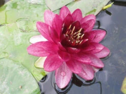 Nymphaea Almost Black - Red Water Lily -OASE Sales Store mini Nymphaea Almost Black 53121.1549539657