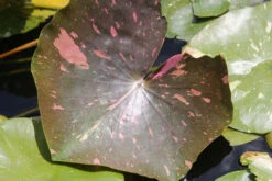 Nymphaea Arc-En-Ciel - White Water Lily -OASE Sales Store mini Nymphaea Arc En Ciel 2 36085.1521456388