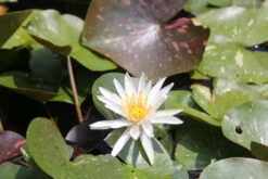 Nymphaea Arc-En-Ciel - White Water Lily -OASE Sales Store mini Nymphaea Arc En Ciel 3 42608.1521456388