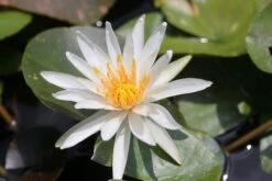 Nymphaea Arc-En-Ciel - White Water Lily -OASE Sales Store mini Nymphaea Arc En Ciel 4 79626.1584197636