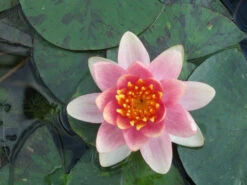 Nymphaea Aurora - Variable Water Lily -OASE Sales Store mini Nymphaea Aurora 65528 33678.1567005381