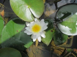Nymphaea Marliacea Albida - White Water Lily -OASE Sales Store mini Nymphaea Marliacea Albida 2 70787.1549542884