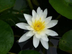 Nymphaea Marliacea Albida - White Water Lily -OASE Sales Store mini Nymphaea Marliacea Albida 3 06371.1567005400