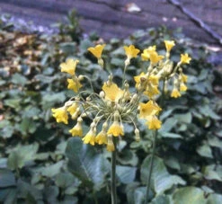 Scented Marginal Pond Plant Collection -OASE Sales Store mini Primula florindae 13994.1552657460