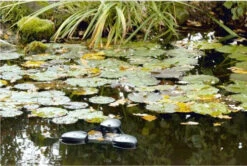 Oase Swimskim 50 -OASE Sales Store swimskim25a 81688 47745.1490965400