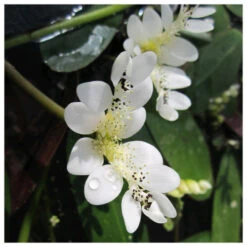 Aponogeton Distachyos - Water Hawthorn -OASE Sales Store water hawthorn 84489.1637681396